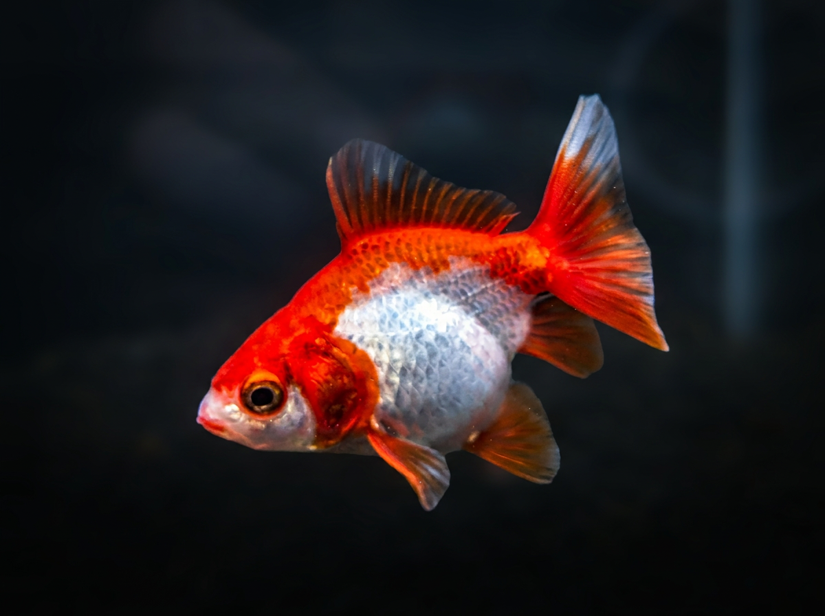 Red/white Ryukin