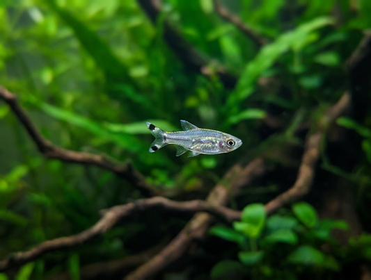 Scissortail Rasbora (Rasbora trilineata)