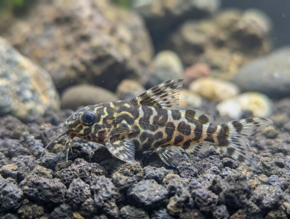 Synodontis Angelicus X Eupterus Hybrid Catffish
