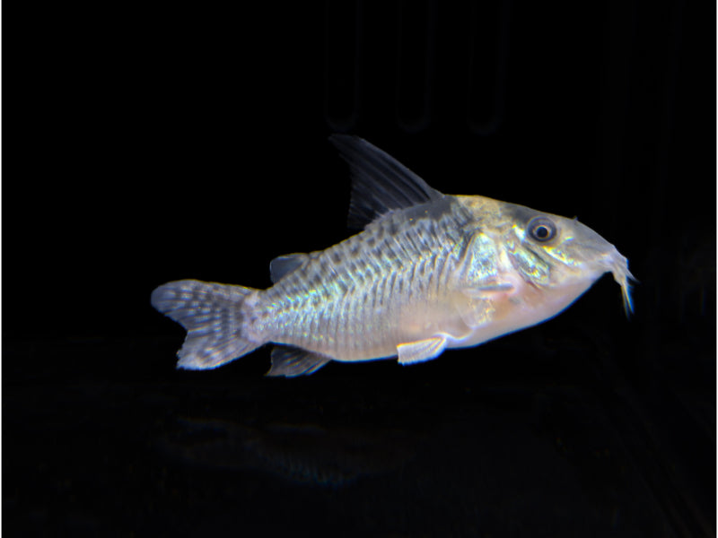 Spotfin Corydora